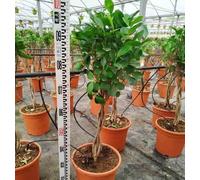 Ficus microcarpa 'moclame' 8 l 180-200 cm