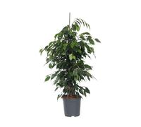 Ficus pleureur - Ficus benjamina 'Danielle' - Hauteur 100-110cm - d21cm