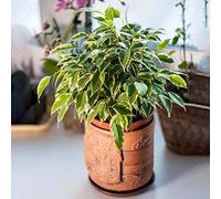 Ficus Starlight | Figuier Pleureur Panaché à Feuilles Persistantes | Parfaite Plante de Maison ou Bureau