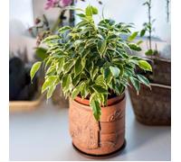 Ficus Starlight | Figuier Pleureur Panaché à Feuilles Persistantes | Parfaite Plante de Maison ou Bureau