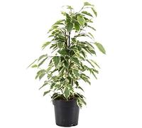 Ficus Starlight Figuier Pleureur Panaché Plante pour Maison ou Bureau (30-40 cm en Pot)