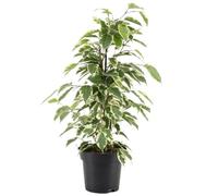 Ficus Starlight Figuier Pleureur Panaché Plante pour Maison ou Bureau (30-40 cm en Pot)