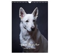 Fidèles compagnons de route, portraits de chiens., Version française (Calendrier mural 2026 DIN A4 portrait), Calendrier CALVENDO mensuel