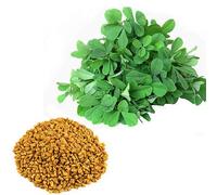 Fieno greco Trigonella Foenum Graecum Spezia Erba aromatica, 300 semi