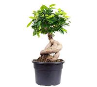figue chinoise - Plante d'intérieur facile d'entretien - Ficus Ginseng - Hauteur : environ 40 cm - Diamètre du pot : 17 cm