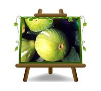 figues figue arbre Brogiotto blanc - Plante fruitière antique sur un vase de 26-200 cm max - 4 ans