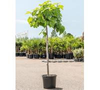 Figuier Brown Turkey Arbre 160-200 cm - Ficus carica 'Brown Turkey' - tronc vigoureux - Figuier