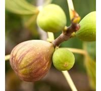 Figuier Brown Turkey - Ficus Carica Brown Turkey 50/60cm - Plante En Pot - Hauteur 3 à 5 m - Exposition Plein Soleil