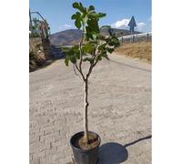 Figuier 'Brown Turkey' sur tige 100-120 cm - Ficus carica 'Brown Turkey' - variété mi-précoce