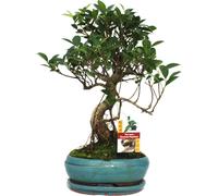 Figuier chinois Bonsaï - Ficus retusa - ca. 8 ans