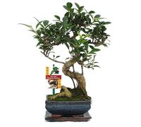 Figuier chinois Bonsaï - Ficus retusa - env. 6 ans