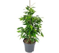 Figuier de Barbarie 'Forever' - plante d'intérieur facile à entretenir, Ficus benjamini - hauteur env. 75 cm, pot-Ø 17 cm