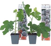 Figuier de Barbarie - Set de 2 - Ficus carica 'Brown Turkey' - H25-40cm - ⌀9cm