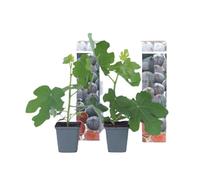 Figuier de Barbarie - Set de 2 - Ficus carica 'Brown Turkey' - H25-40cm - d9cm