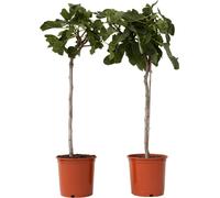 Figuier de Barbarie - Set de 2 - Ficus Carica - Hauteur 70-90cm - ⌀21cm