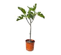 Figuier - FICUS CARICA 100 centimètres- Figue douce - Fruit - Plante - A+ - produit chaque année de délicieuses figues douces comestibles
