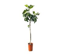 Figuier - FICUS CARICA 160 centimètres- Figue douce - Fruit - Plante - A+ - produit chaque année de délicieuses figues douces comestibles
