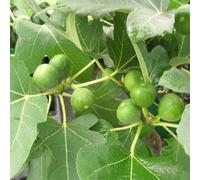 Figuier madeleine des 2 saisons, ficus carica - pot de 3l
