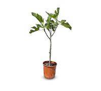 Figuier méditerranéen (Ficus carica) jusqu'à 100 cm, avec des figues vertes sucrées, idéal pour la terrasse et le jardin