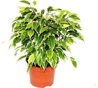 Figuier pleureur buissonnant - Ficus benjamini "Kinky" - feuillage blanc - pot 12cm