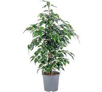 Figuier pleureur - plante d'intérieur facile d'entretien, Ficus benjamini - hauteur environ 100 cm, pot Ø 21 cm