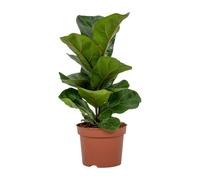 Figuier violoniste Ficus Lyrata - Plante d'intérieur - Ø12cm - env. 30cm de haut - Plante tendance facile à entretenir avec de grandes feuilles brillantes