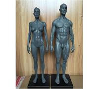 Figure D’Anatomie Humaine - Modèle Anatomique De Squelette Musculaire Humain 11.8 Ih Modèle D’os Musculaire Mâle - Anatomie Humaine Figure Mannequin Dessin Figures - Arbitre pour L’AR, L’Ét