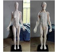 Figure d'anatomie du Corps Humain de 60 cm - Modèle d'os Musculaire Anatomique Humain - Structure musculo-squelettique Musculaire du Mannequin d'art de la Sculpture de Peinture - Référence p