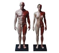 Figure d'anatomie du Corps Humain - Modèle Anatomique musculo-squelettique du Corps Humain - Figure d'anatomie Masculine/Femelle - Modèle Anatomique du Squelette Musculaire Humain - pour étu