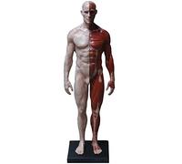 Figure d'anatomie du Corps Humain - Modèle Anatomique musculo-squelettique du Corps Humain - Figure d'anatomie Masculine/Femelle - Modèle Anatomique du Squelette Musculaire Humain - pour étu