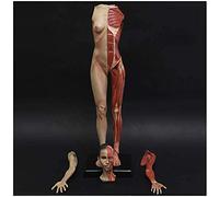 Figure d'anatomie féminine de 23,6 Pouces - Modèle de Muscle Anatomique Humain - Modèle d'anatomie musculo-squelettique féminine en matériau PU