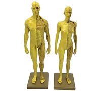 Figure d'anatomie féminine et Masculine de 30 cm (11,8 Pouces) - Figure d'anatomie du Corps Humain Modèle Anatomique musculo-squelettique du Corps Humain - pour l'enseignement Scolaire, la d