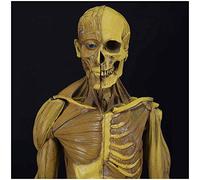 Figure d'anatomie Humaine de 23,6 Pouces / 60 cm - Modèle d'anatomie musculo-squelettique Humaine - Figure d'anatomie Masculine Modèle de Peinture Anatomique de Squelette Humain - pour étude