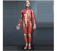 Figure d'anatomie Humaine - Mannequin d'art corporel - Sculpture Peinte - 60 cm