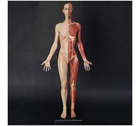 Figure D'anatomie Humaine Mannequin Dessin Chiffres - 23,6 Pouces / 60 Cm Modèle Anatomique De Squelette Musculaire Humain Référence De Modèle D'os Musculaire Humain pour Artiste, Étude Scol