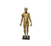 Figure d'anatomie Humaine modèle d'anatomie Musculaire de 23,6 Pouces - Sculpture du Corps musculo-squelettique féminin et Masculin