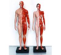 Figure d'anatomie Masculine et féminine - Modèle d'os Musculaire Anatomique Humain - Modèle d'anatomie musculo-squelettique Humaine en matériau PU de 11 Pouces pour étude de Dessin d'artiste