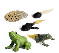 Figure du cycle de vie de la grenouille - Modèle de cycle de vie pour les grenouilles réalistes en phase de croissance | Modèle de figures de phase de vie de grenouille pour les aides pédagogiques et