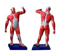 Figure Musculaire Humaine de 50 cm - Le modèle du système Musculaire présente Une Anatomie Musculaire Superficielle et la Structure du Corps - Modèle d'affichage Miniature du Mouvement muscu