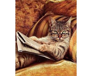 Figured'Art Broderie Point de Croix Kit Complet Estampé 32x40cm - Chat Connaisseur - Toile Aida 11 CT - Parfait pour Adultes et Débutantes