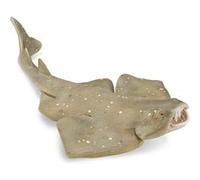 Figurine Animal Marin (M): Requin-Ange Figurines Collecta G