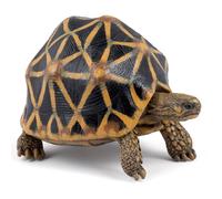 Figurine Animaux Tortue Étoilée Marron TU