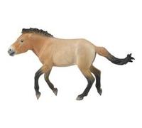 Figurine cheval : Przewalski étalon Figurines Collecta G