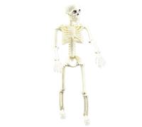 Figurine d'action squelette - Articulations mobiles - Tête de mort - Corps entier - Modèle d'os humain - Jouet réaliste pour la maison, le bureau, la faveur de fête, le jardin