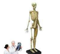 Figurine d'anatomie féminine de 59,9 cm, modèle anatomique de muscles et de squelettes humains, matériau PU/ABS mélangé, outil de référence pédagogique pour artistes et étudiants