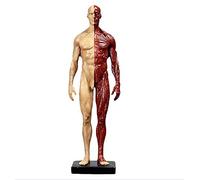 Figurine d'anatomie Humaine de 11 Pouces - Modèle Anatomique musculo-squelettique du Corps Humain - Modèle Anatomique en résine d'os Musculaire de tête de crâne - pour étude de Dessin d'arti