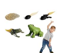Figurine De Cycle De Vie De Grenouille - Ensemble De Figures Du Cycle De Vie Avec 5 Étapes, Modèle Éducatif Réaliste Pour L'apprentissage En Classe, Subvention Pour L'Enseignement Des Sciences Pour