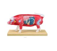 Figurine pédagogique pour étude d ' anatomie vétérinaire avec structure découpée colorée et base d ' affichage rectangulaire, modèle d ' anatomie vétérinaire, étude des points d ' animale, base en