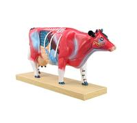 Figurine pédagogique pour étude d ' anatomie vétérinaire avec structure découpée colorée et base d ' affichage rectangulaire, modèle d ' anatomie vétérinaire, étude des points d ' animale, base en