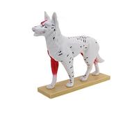 Figurine pédagogique pour étude d ' anatomie vétérinaire avec structure découpée colorée et base d ' affichage rectangulaire, modèle d ' anatomie vétérinaire, étude des points d ' animale, base en